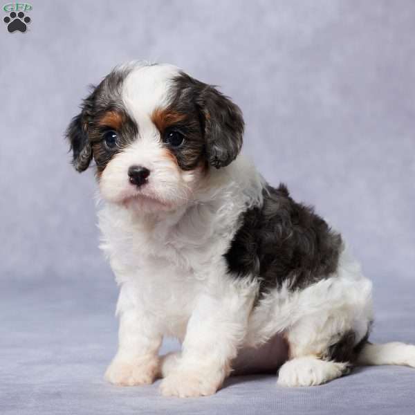 Ella, Cavapoo Puppy